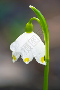 Leucojumvernum的春花图片