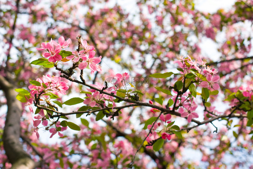 春天苹果树的粉红色花朵图片