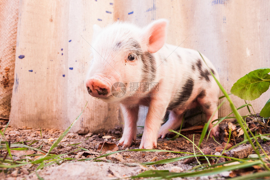 在农场的户外露天跑来去的一只可爱的泥巴小猪有机农图片