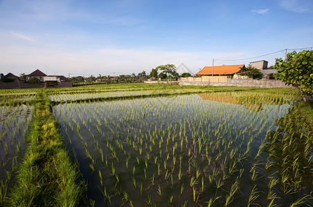 Rice油田印图片