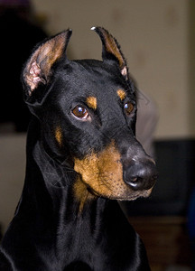 短耳朵黑杜宾犬的肖像背景图片