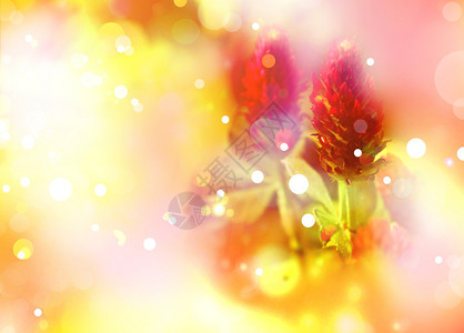红三叶草花背景阳光春天的背景图片