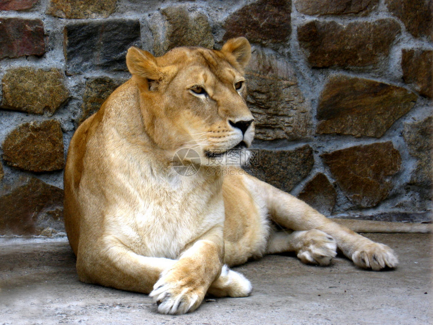 母狮在动物园休息的形象图片