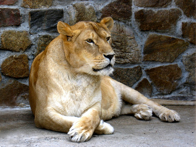 母狮在动物园休息的形象图片