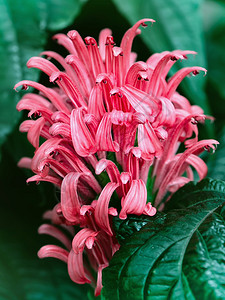 在绿色背景的红色花热带植物图片