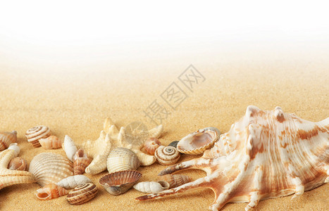 沙子背景上的贝壳和海星图片