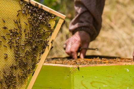 养蜂员在蜂巢周围用蜜蜂背景图片