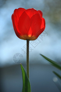 在春天的红色唯一美丽的郁金香图片