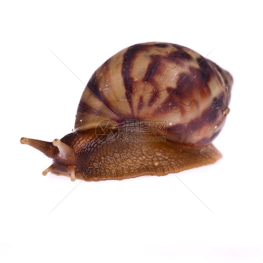 蜗牛两栖动物图片