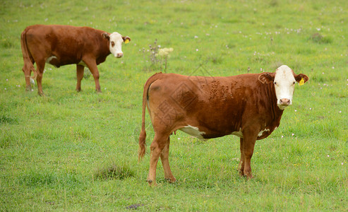 两头奶牛在一个农场图片