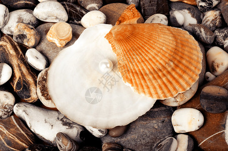 美丽的贝壳与珍珠图片