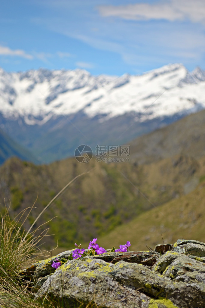 选择地关注前景中的岩石和背景中白雪皑的山脉中新生的花朵图片