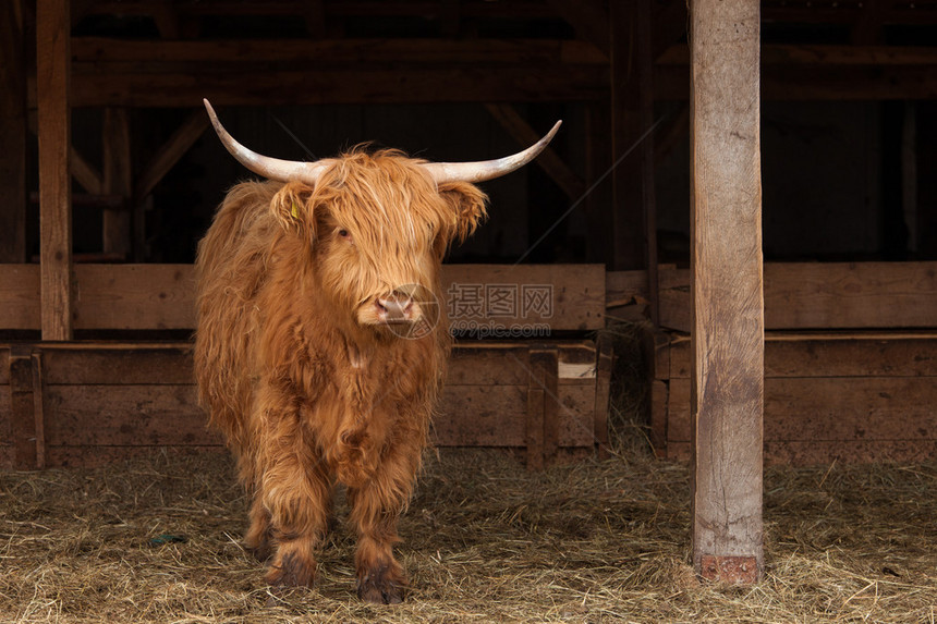 瑞士牛头型图片