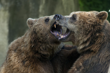 两只黑灰熊在打架图片