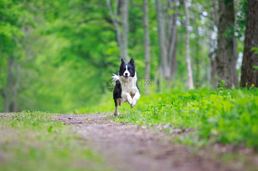 边境牧羊犬跑图片