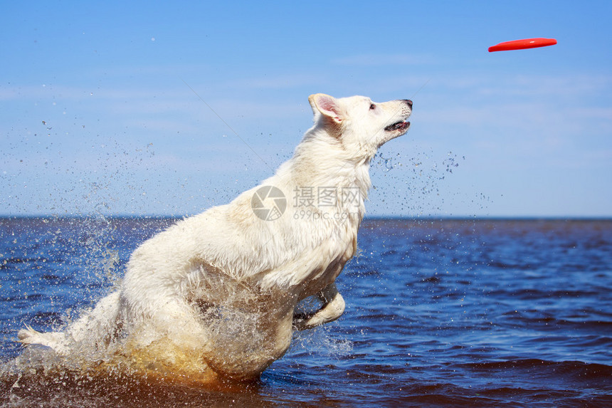 白色瑞士牧羊犬图片