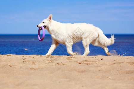 白色瑞士牧羊犬图片