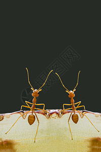 深色背景上的蚂蚁图片