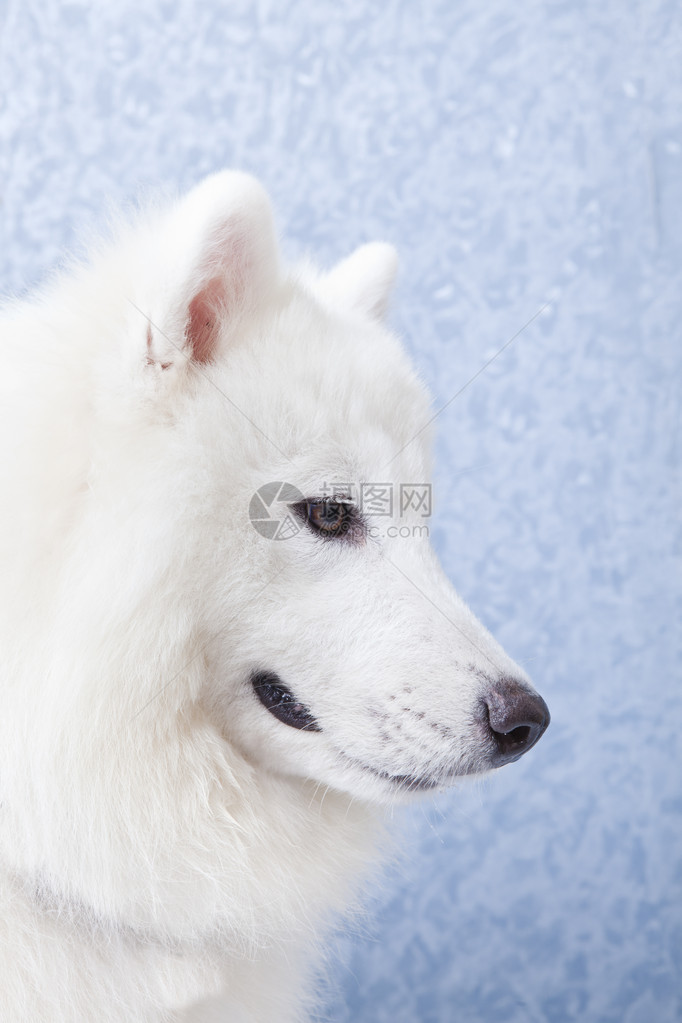 白色毛皮狗的侧面图片