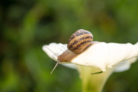 白色马蹄莲上的蜗牛特写图片