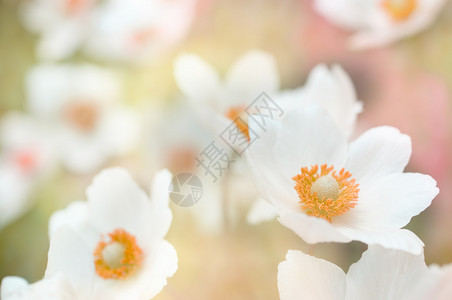 白色花朵的抽象背景浅景深图片