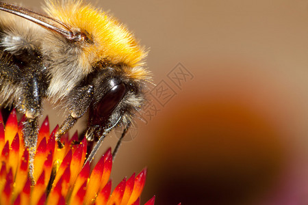 毛茸的蜜蜂或大黄蜂坐在花上图片