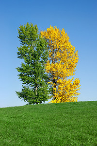 野外的黄树和绿树与蓝图片
