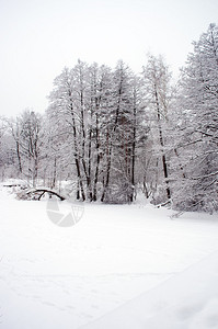 暴风雪后的冬季森林图片