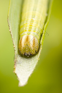 植物叶子上的绿色幼虫或毛虫图片