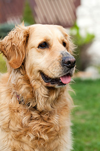 美丽的金毛猎犬肖像图片