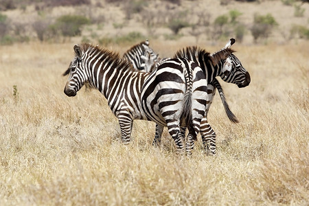 非洲草原上的斑马EquiusBurc图片