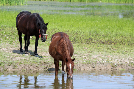 马在池塘里喝水图片