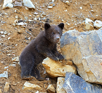 维尼小熊小熊在它们的自然栖息地背景