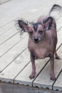 一只非常老的无毛冠毛犬冠毛犬经常在最丑高清图片