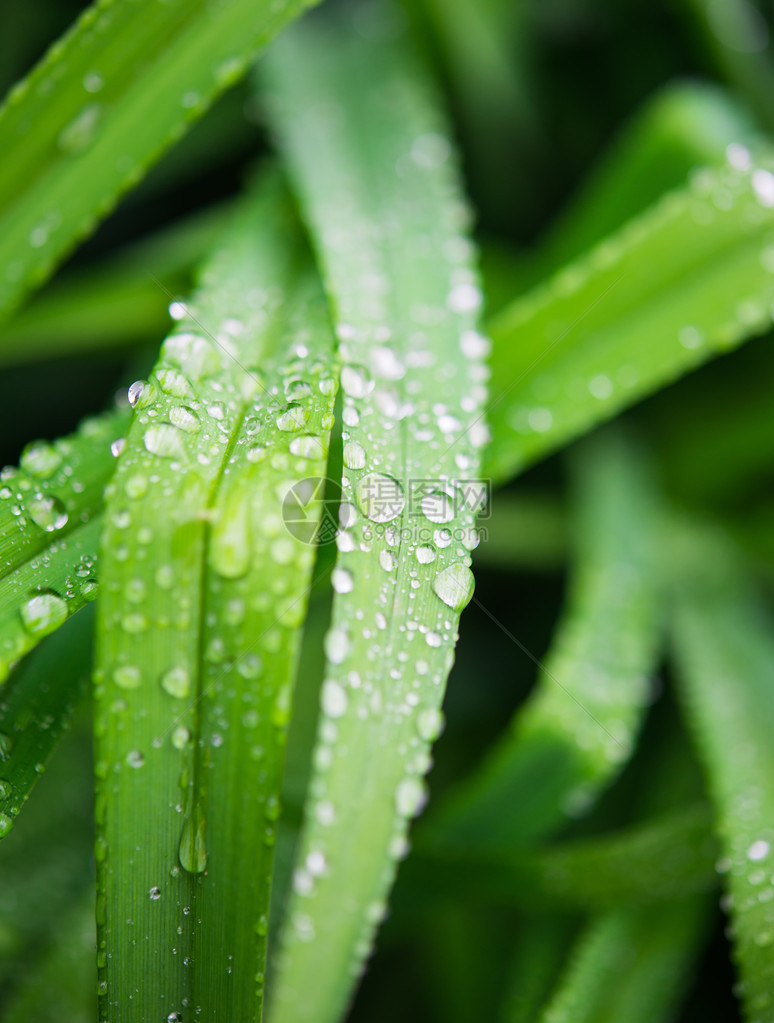 绿叶上的雨滴图片