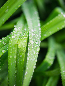 绿叶上的雨滴图片