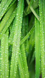 绿叶上的雨滴图片