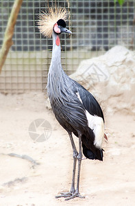 美丽的自然鸟类动物园泰国清迈图片