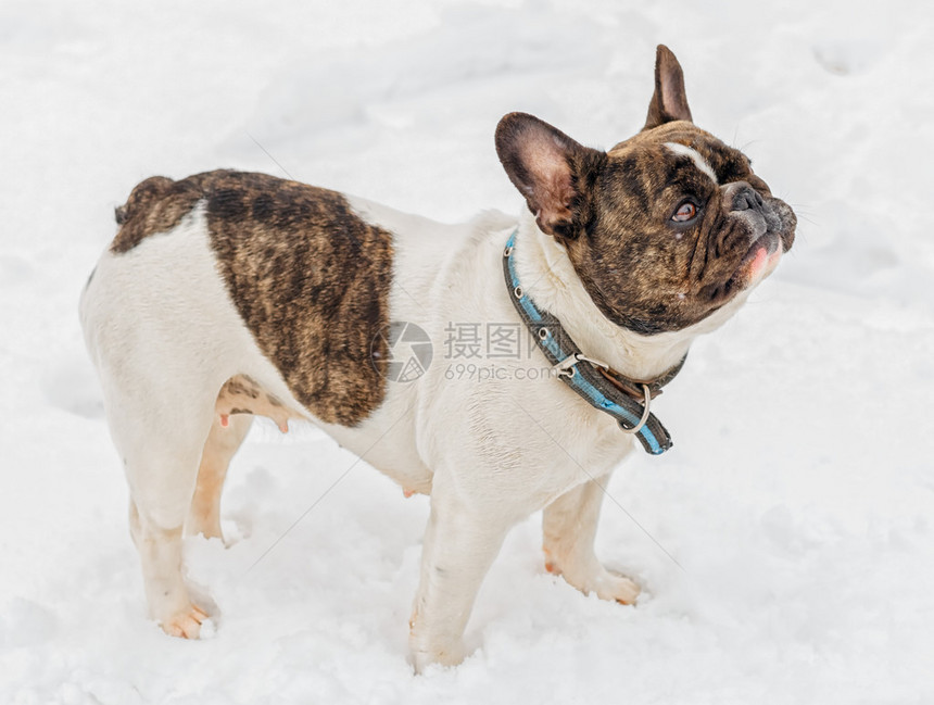 法国牛犬在雪上维捷布斯克2图片