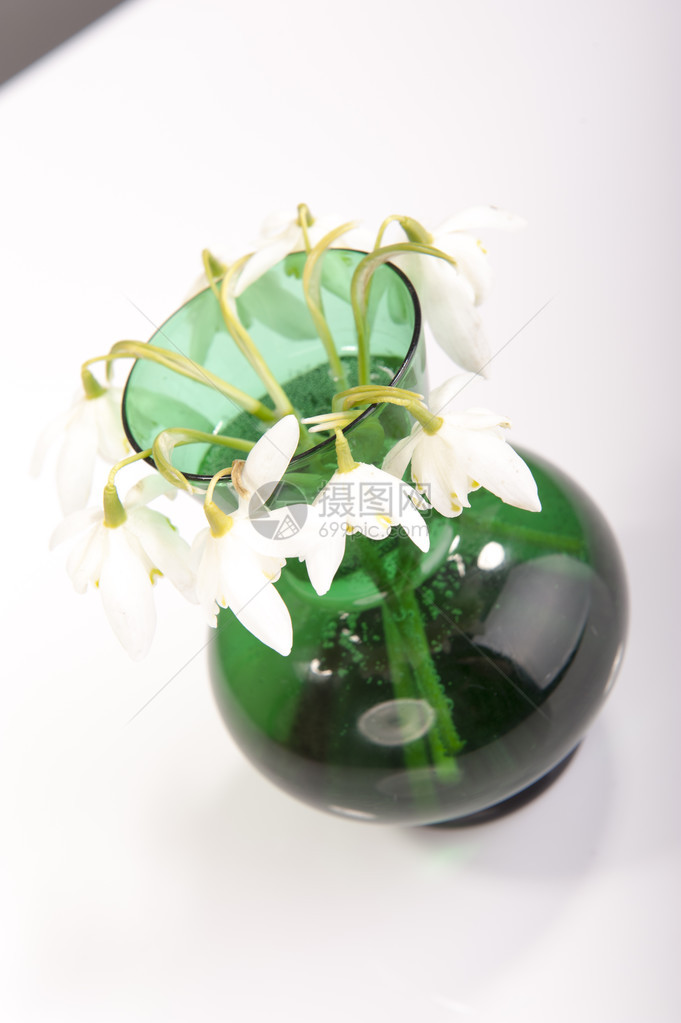 GalanthusNivvalis的绿色花瓶图片
