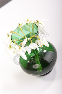 GalanthusNivvalis的绿色花瓶图片