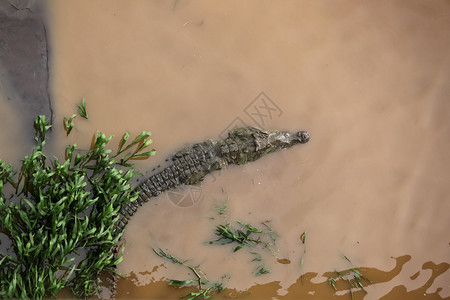 一条大鳄鱼漂浮在草原堤岸旁的河流中的浅泥水图片