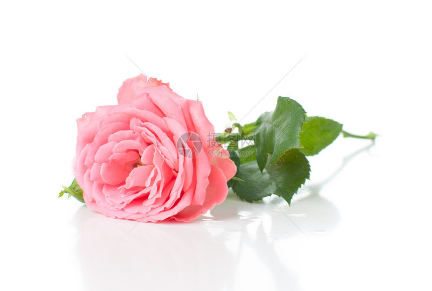 一片粉红玫瑰的枝子白底带花图片