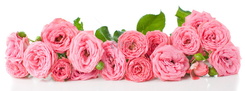 粉红玫瑰花朵白底带芽的花图片