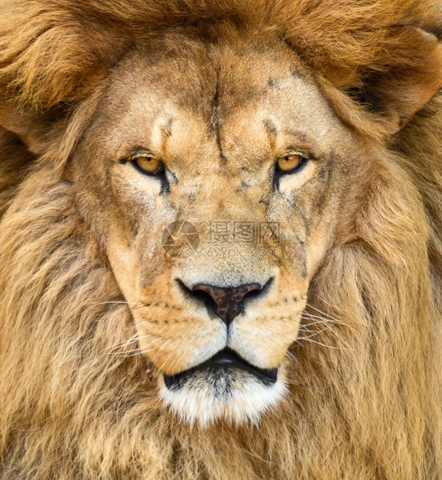 美丽的非洲狮的肖像图片