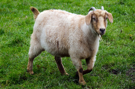 农场里的一只公山羊图片