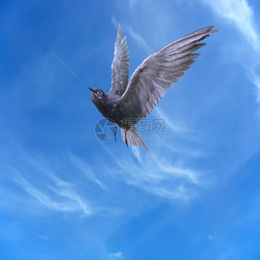 鸽子飞过蓝天和云彩背景图片