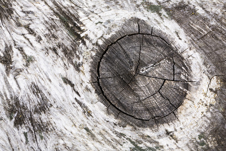 木树纹理图案手选的硬木以5D标图片