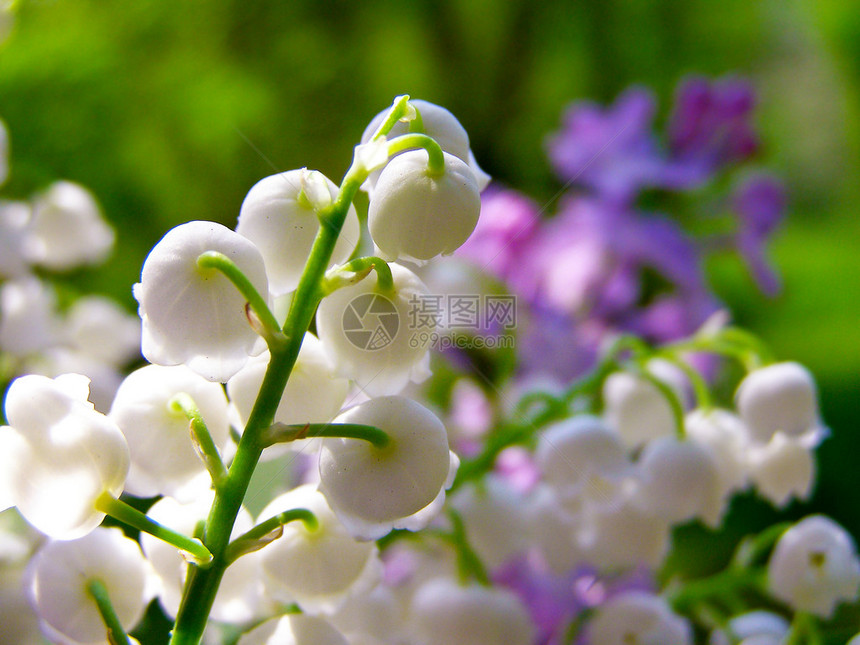 铃兰和丁香花束图片