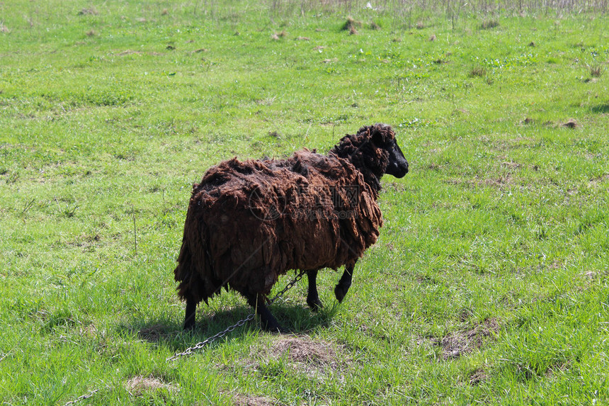 羊在草地上吃草的形象图片